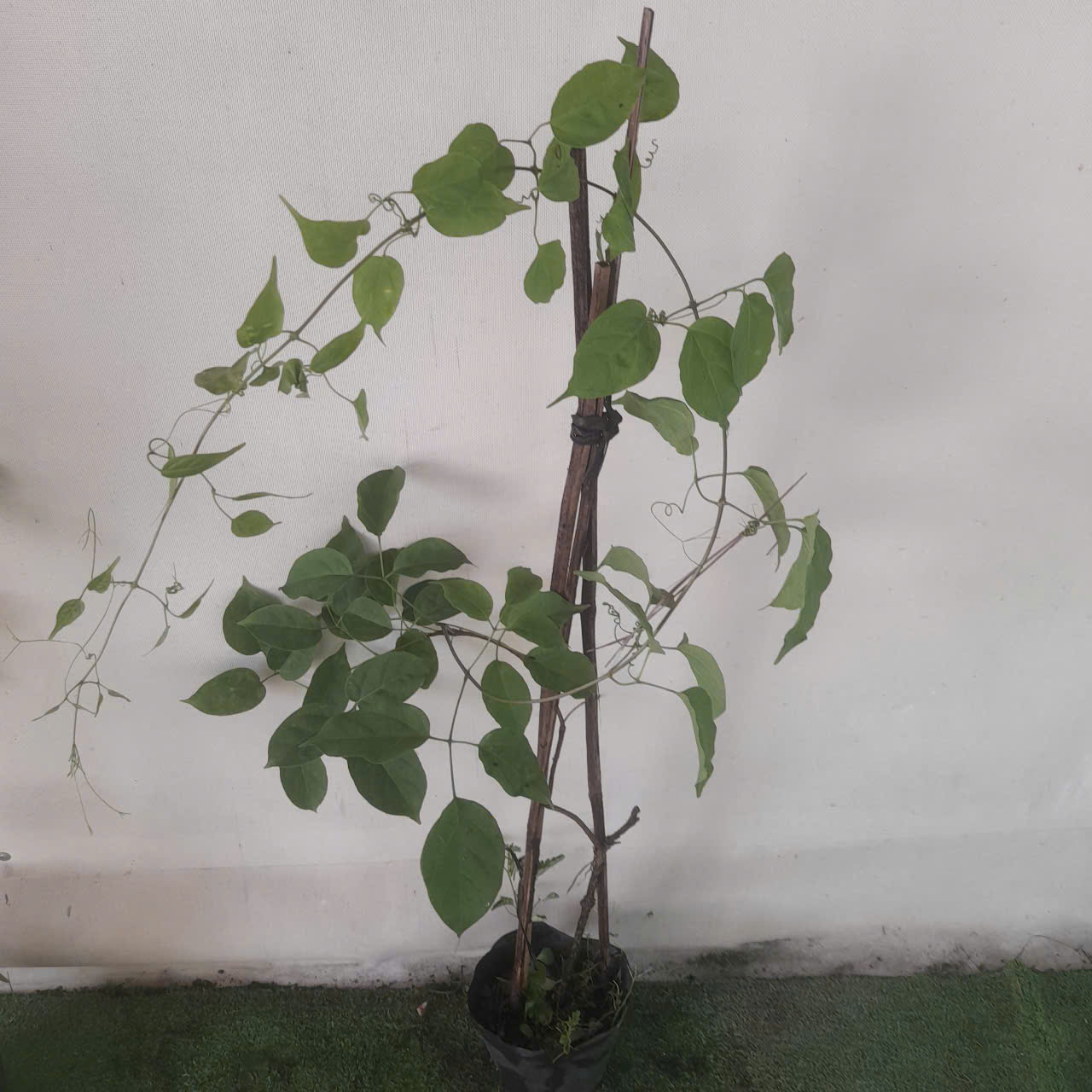 gen-h-z7575164044038_5046f4037e9a2683eb60b0b13c773047