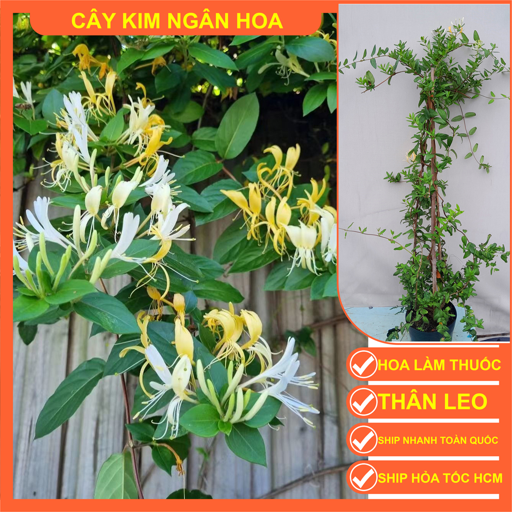 CÂY KIM NGÂN HOA