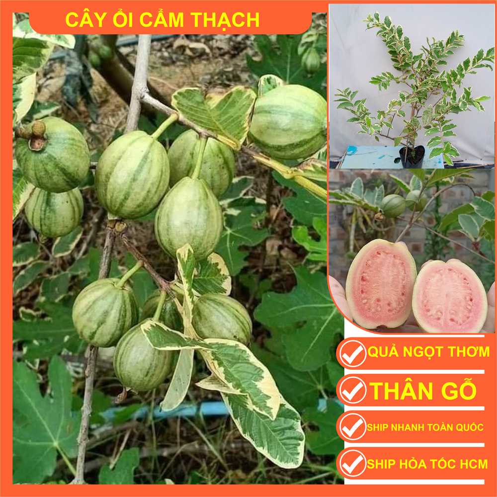 CÂY ỔI CẨM THẠCH CÂY CAO 80cm