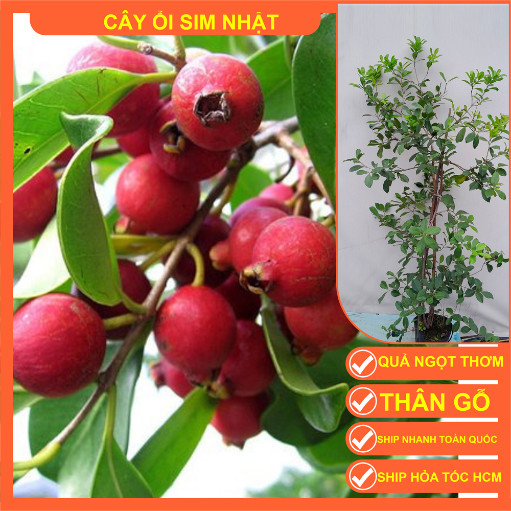 Cây ổi sim nhật
