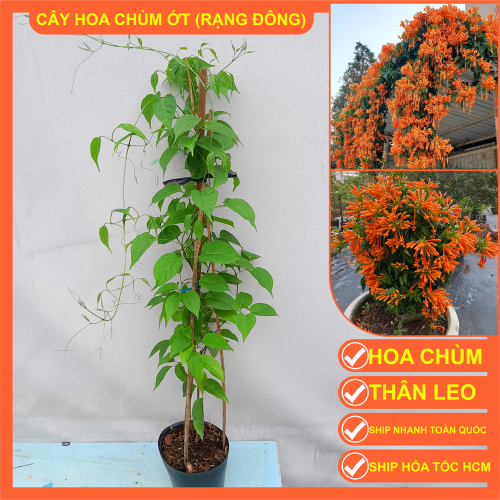 Cây giống hoa chùm ớt cao 90-1m