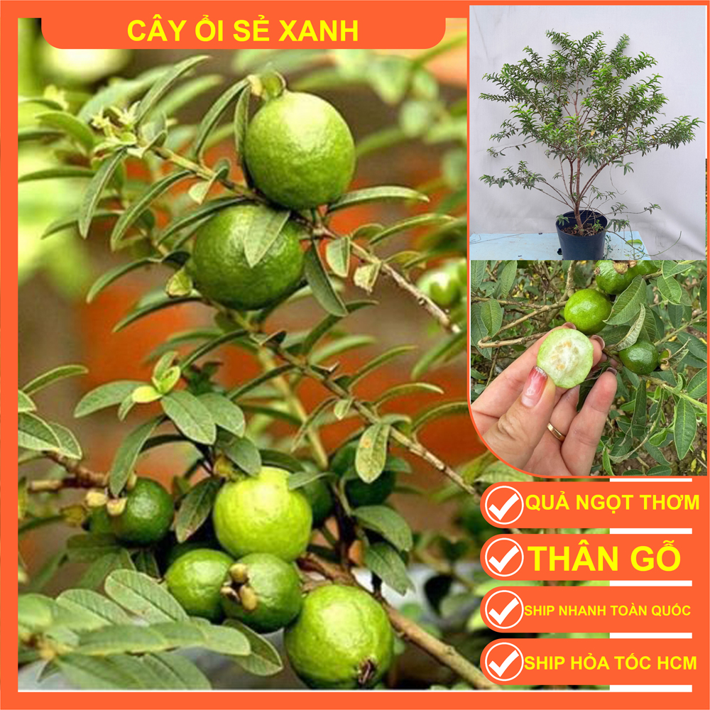 CÂY ỔI SẺ LÁ RÍ