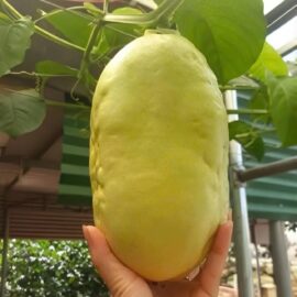 CÂY DƯA TÂY CAO 50-60CM