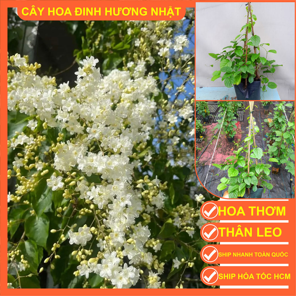Combo 2 Cây hoa leo Đinh Hương Nhật cao 35-40cm