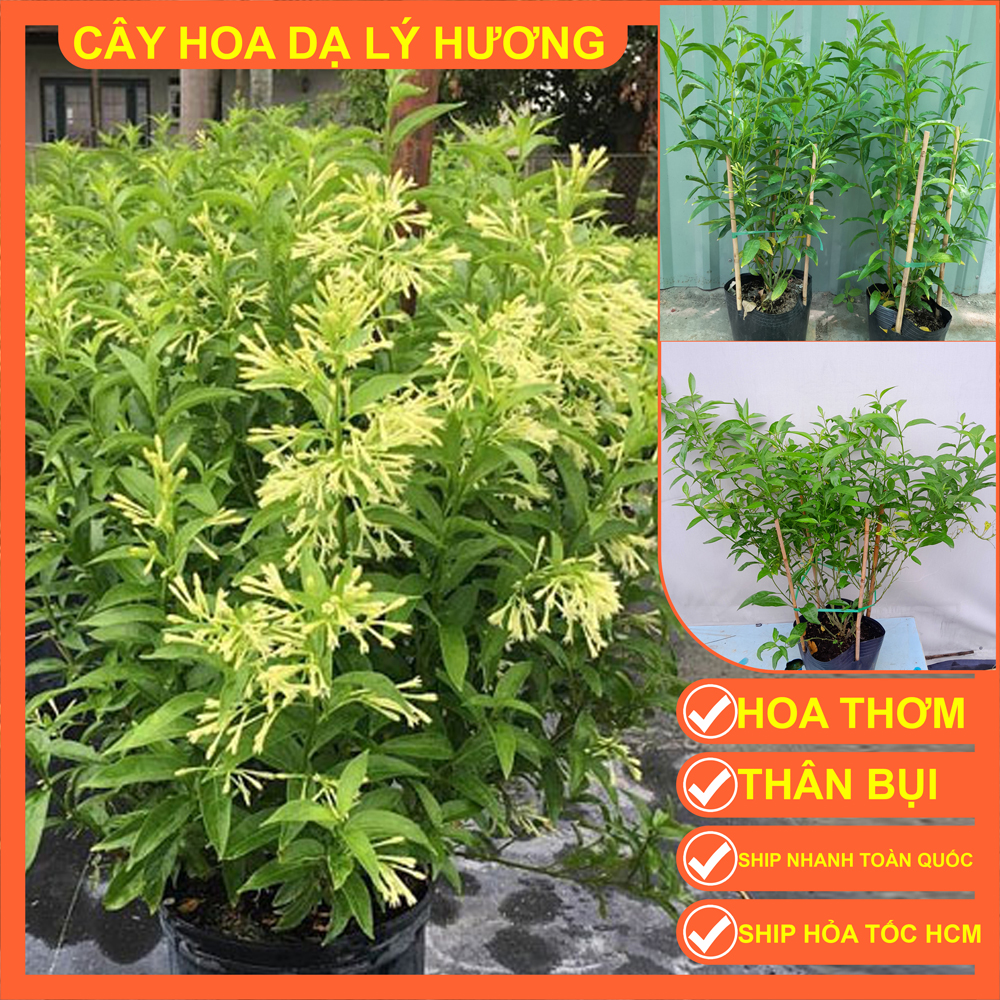 CÂY DẠ LÝ HƯƠNG CAO 90-1M - HOA THƠM LỪNG
