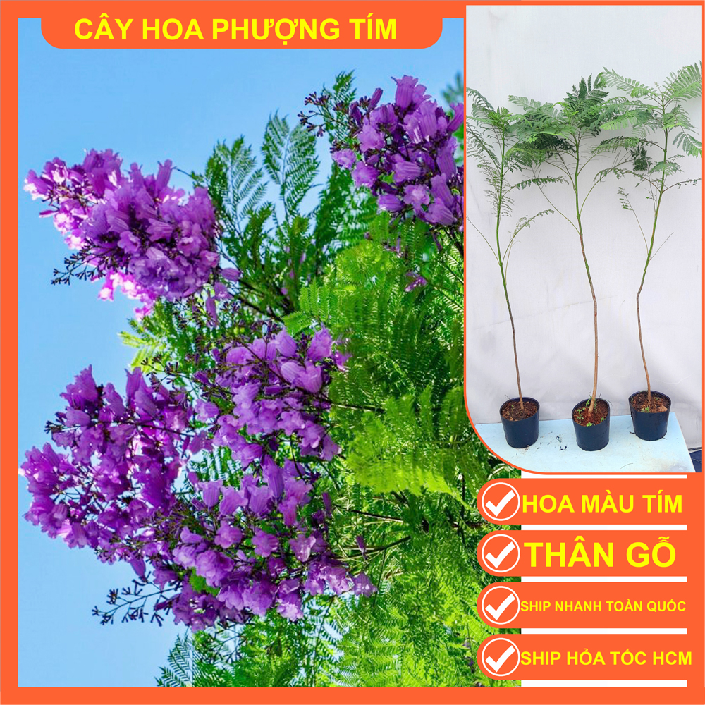 COMBO 2 CÂY GIỐNG PHƯỢNG TÍM CAO 1M
