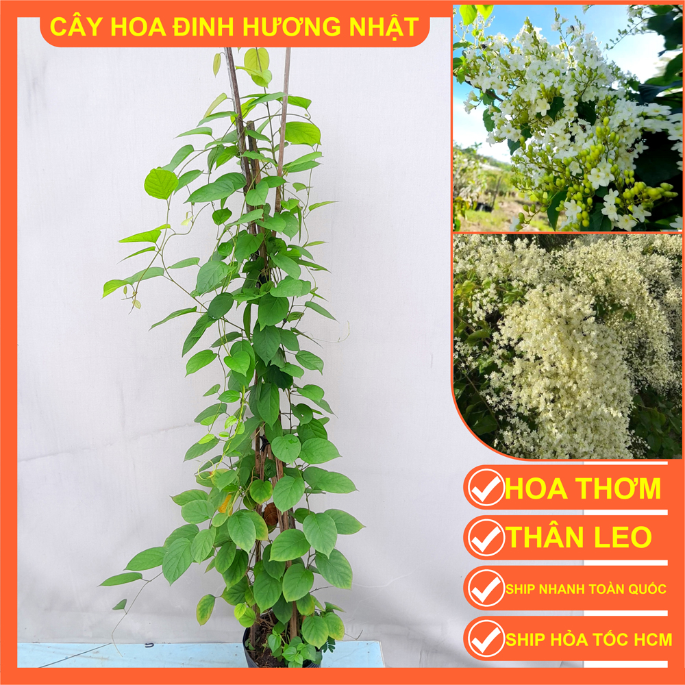 Cây hoa leo Đinh Hương Nhật cao 1.3m