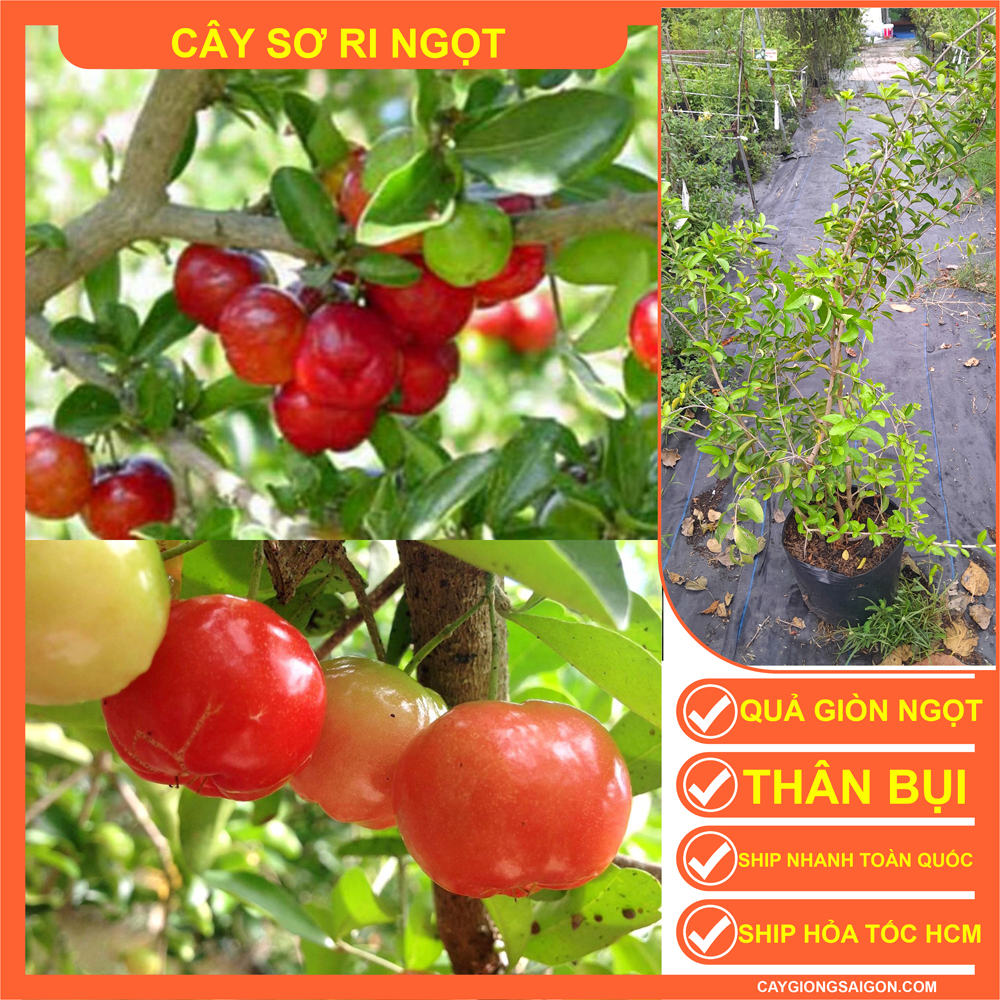 CÂY SƠ RI NGỌT