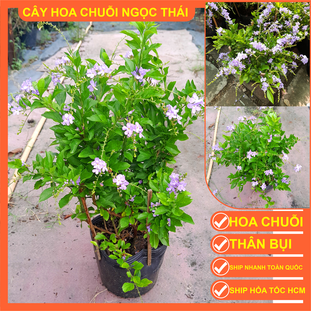 CÂY CHUỖI NGỌC THÁI HOA TÍM
