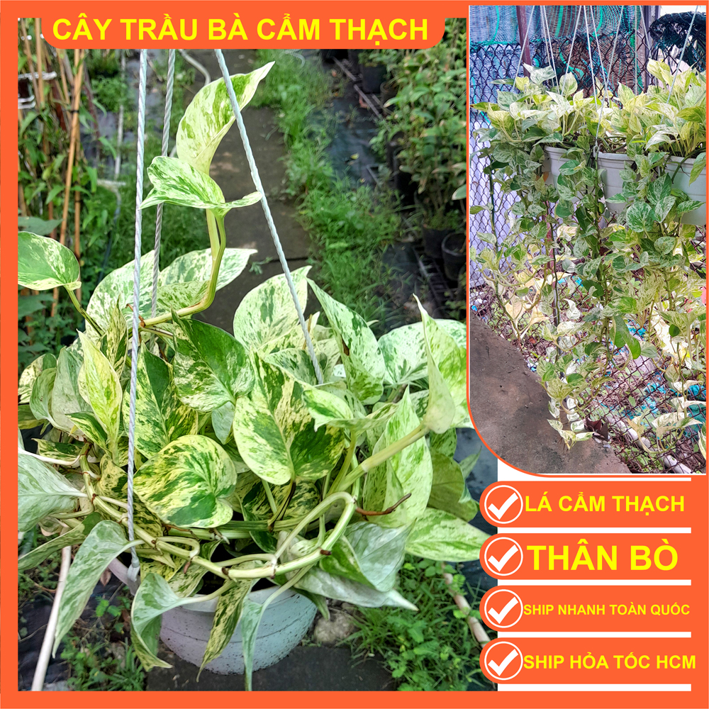 CÂY TRẦU BÀ LÁ CẨM THẠCH