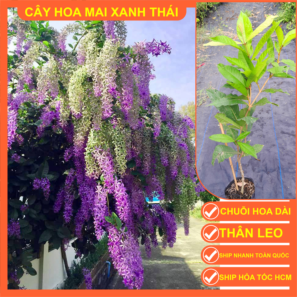CÂY MAI XANH THÁI 70cm
