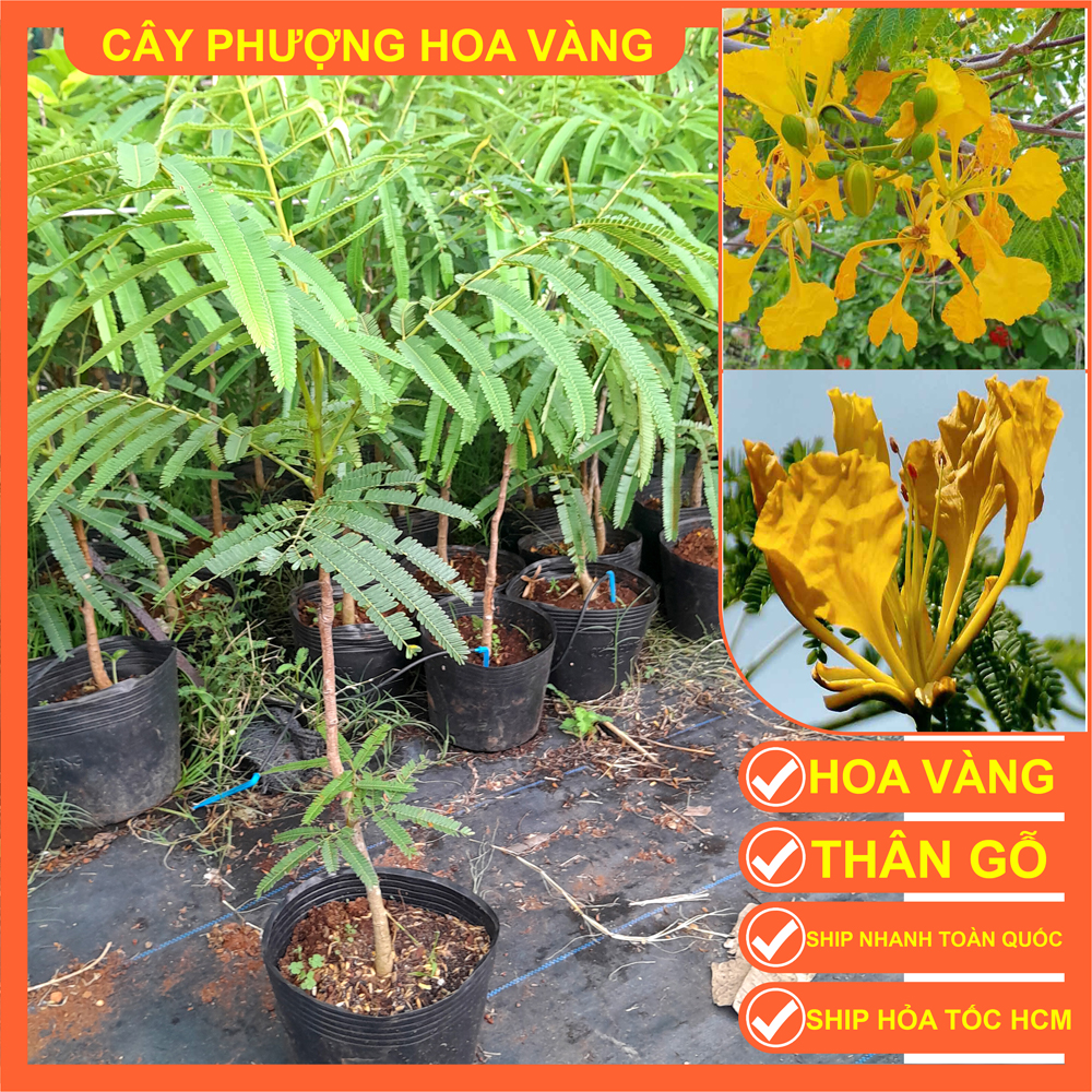 CÂY GIỐNG HOA PHƯỢNG VÀNG CAO 80CM