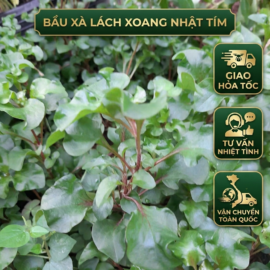 COMBO 5 BẦU XÀ LÁCH XOONG TÍM NHẬT