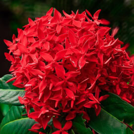 CÂY HOA TRANG ĐỎ