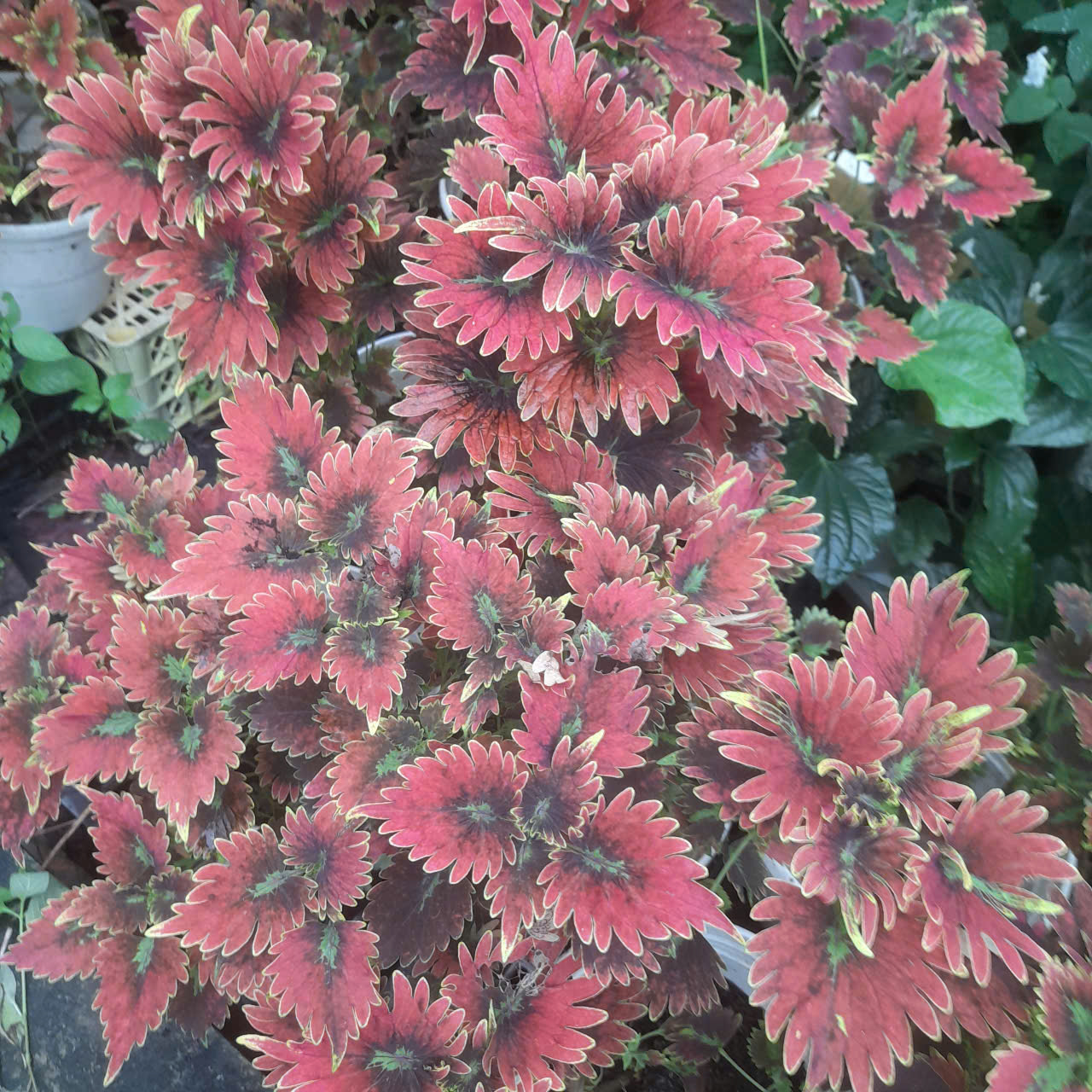 gen-h-z7233335283303_ce8353a2ab03693f1f4b89927e3c60eb