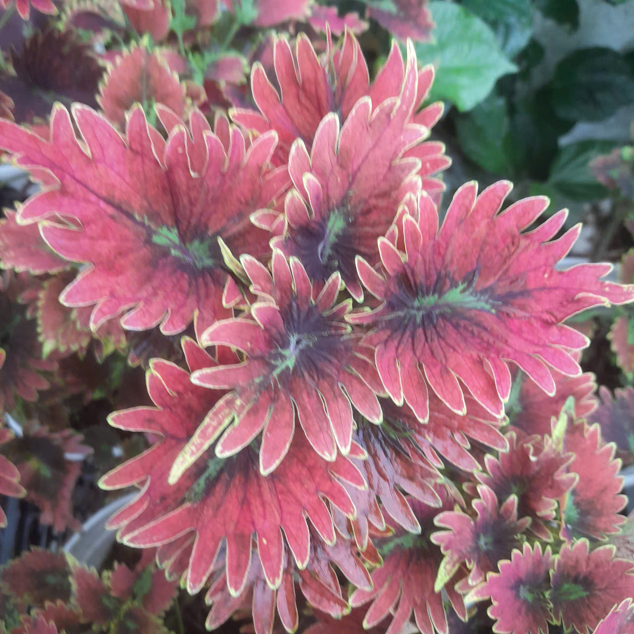 gen-h-z7233335286880_dd11e12ec95b5ad3b5c38f0c9295f4dd