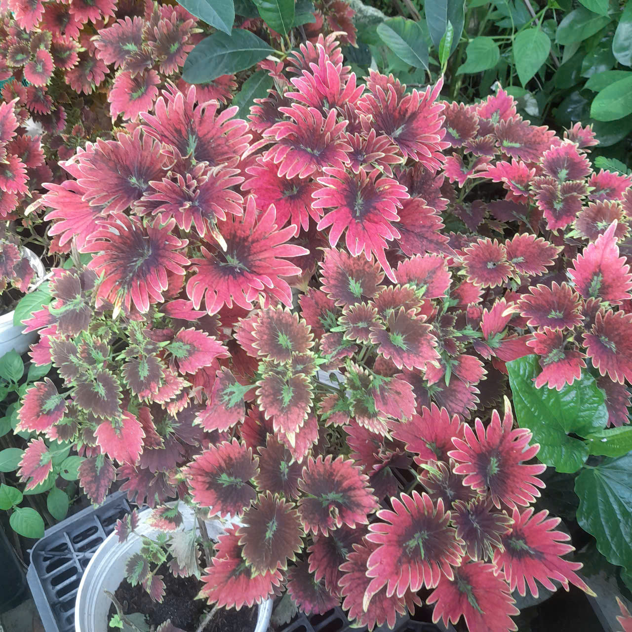 gen-h-z7271584828021_1b85f24f3f1fd0f4ff0f92e5e9654cf4