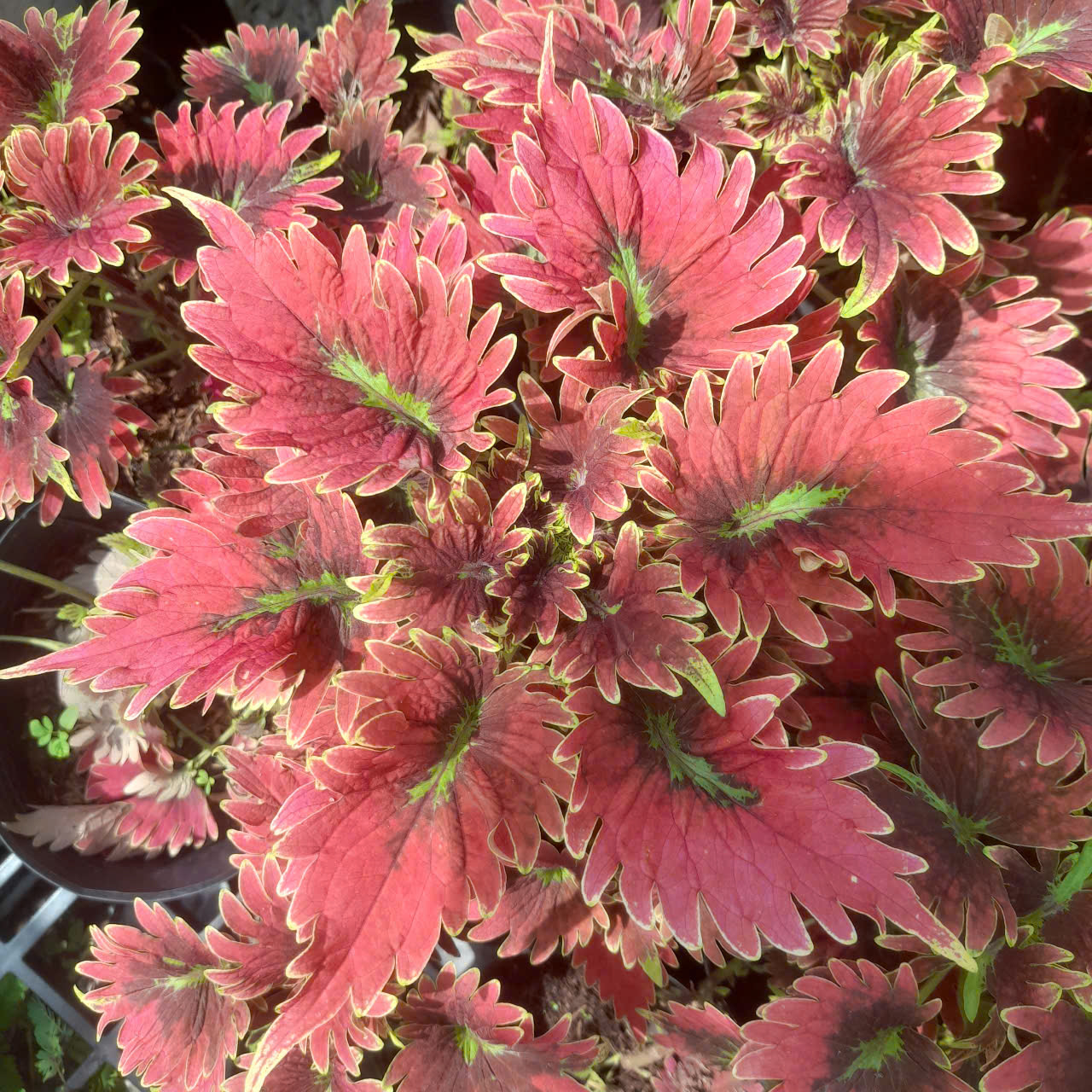 gen-h-z7304053521096_7ad4c1b25e99de4920f948c14f2f4c47