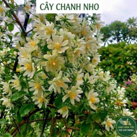 CÂY CHANH NHO LEO CAO 70-80CM